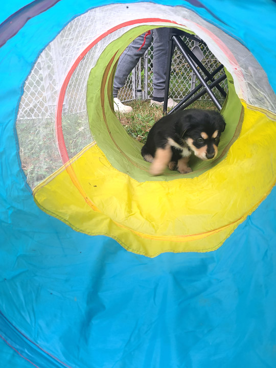 chinook dog